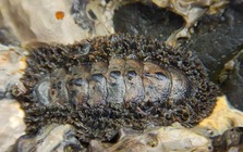 Phát hiện loài hóa thạch sống mang bộ giáp cổ đại 300 triệu năm tại các vùng triều ven biển Hàn Quốc