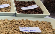 Giá cà phê hôm nay 7-3: Tăng tiếp, một loại cà phê đang được yêu thích vào vụ