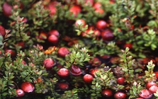 Ung thư rất “sợ” loại quả này, giàu chất chống oxy hóa mạnh mẽ: Nhiều người Việt biết mà chưa hay ăn