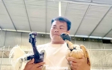 Người đàn ông kiếm bộn tiền từ gà 'mặt quỷ'