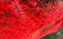 Cảnh tượng lạ trên một dòng sông ở Việt Nam: Tảng đá bỗng đỏ rực như "nở hoa", chính quyền nói gì?