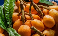 4 loại “trái cây vàng” giúp tiêu đờm, làm sạch phổi: Nhiều người ăn mỗi ngày mà không biết công dụng