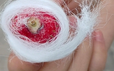 Ở vùng này có món kẹo tơ sen lạ lùng: Hóa ra lại là thức quà tuổi thơ lớn cùng bao người dân Việt!