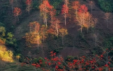 Hoa gạo 'thắp lửa' khắp núi rừng Tây Bắc