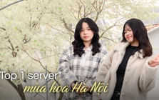 Cả Hà Nội phát sốt vì những cây hoa này: Chỗ đẹp như ngôn tình, nơi đã xác xơ - đi nhầm phí công vô ích!