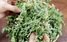 Bắt được "báu vật" mùa xuân mọc đầy rải rác: Đem làm món hấp ngọt mềm tơi xốp, nhà nội nhà ngoại gắp không ngừng đũa