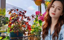 Ban công 3m² của người phụ nữ 45 tuổi gây sốt: Trồng vài chậu cây đơn giản mà biến nhà thành nơi muốn về sớm mỗi ngày
