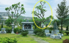 6 loại cây thường được trồng bên mộ vừa đẹp vừa giúp tụ khí, con cháu đời sau dễ công thành danh toại