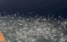 Cảnh tượng giữa đêm ở biển Quảng Ninh khiến nhiều người thốt lên: "Không ngờ có chuyện như vậy"