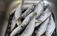 Bé trai 9 tuổi mắc ung thư máu vì thường xuyên ăn 1 loại cá, bác sĩ nhắc: 3 loại cá độc nên tránh xa