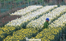 Miên man trên cánh đồng hoa sắp bung nở bên sông Hồng