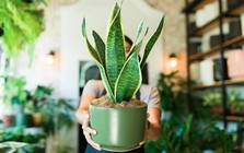 3 điều cần làm với cây lưỡi hổ ngay bây giờ
