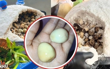 "Trứng cút ủ muối thảo mộc": Chờ ròng rã 8 tiếng để nhận lại hương vị nhạt nhẽo, hoàn toàn không như lời đồn?