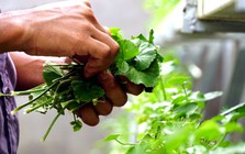 6 loại rau "dễ tính" nhất, nên trồng ngay