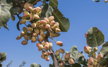 Đắt hơn sầu riêng, Việt Nam thu hàng trăm triệu USD từ loại quả không tự trồng được, giá lập đỉnh 8 năm vì xung đột Iran