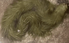 Lộ clip sinh vật lạ phủ kín "lông" xanh rêu bơi mềm như dải lụa dưới nước, chuyên gia lập tức kiểm tra