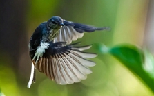 Địa điểm ngắm chim ở Việt Nam lọt top đẹp nhất thế giới