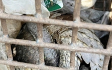 Phát hiện 2 cá thể động vật quý hiếm, có nguy cơ tuyệt chủng nằm trên lề đường ở Quảng Trị