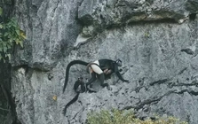 Cảnh báo nóng, tận diệt cây Muội hồng có thể đẩy Voọc mông trắng tuyệt chủng