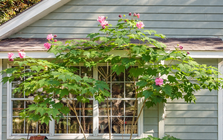 3 loại hoa nên cân nhắc khi trồng trước nhà