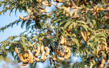 6 loại cây chớ nên trồng trước cửa nhà