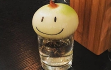 Không phải mê tín, giờ mới biết vì sao nhiều nhà luôn đặt 1 củ hành tây trong phòng ngủ