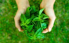 8 loại cây được ví là "siêu thực phẩm", nên trồng trong nhà ngay: Có loại hay bị nhổ bỏ