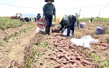 Giá khoai lang lao dốc, còn 5.000 đồng/kg, nông dân thua lỗ nặng