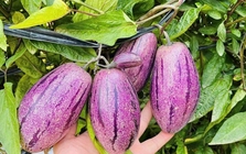 Loại quả lạ gây "sốt mạng" vì không chỉ giải nhiệt mùa hè còn tốt cho tim mạch, cực giàu vitamin, dưỡng da, giảm cân