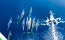 Cảnh tượng vừa xảy ra trên biển Khánh Hòa khiến nhiều người thốt lên: Thật hiếm có!