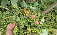 Một doanh nghiệp xuất khẩu hồ tiêu bị lừa đảo mất gần 16 tỉ đồng tại Pakistan