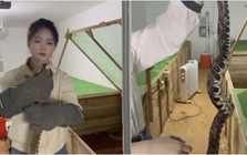 Bỏ phố về quê, cô gái 9x nuôi 60.000 con rắn: Doanh thu khiến nhiều người bất ngờ