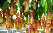 5 loại cây là "khắc tinh", rắn cứ nhìn thấy là sợ, không dám bén mảng, bạn nên trồng ngay mùa hè này