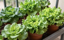 3 loại rau rất hợp với người trên 40 tuổi: Biết trồng thì khỏe đủ đường