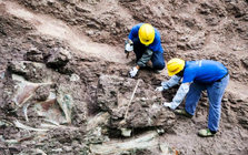 Một khu vực ở Trung Quốc phát hiện hơn 700 sinh vật có thể viết lại lịch sử sự sống Trái Đất: Chuyện gì đang xảy ra?