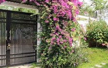 Lời khuyên đến những gia đình đang trồng hoa giấy