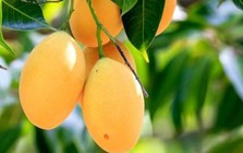 3 loại cây ăn quả không nên trồng trước nhà: "Cản" phong thủy, âm thầm gây hại sức khỏe