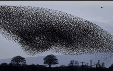 Hàng triệu con chim có hành vi lạ trên bầu trời, nhà khoa học kêu gọi người dân làm ngay hành động này