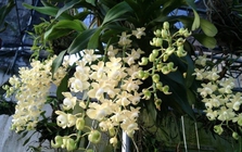 Cảnh báo đặc biệt tới những nhà đang trồng lan