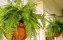 Lời khuyên đến những gia đình đang trồng cây dương xỉ