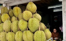 Sầu riêng Đồng Tháp lao dốc, nhà vườn thấp thỏm neo trái chờ giá