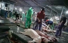 Công an Hà Nội truy 300 tấn lợn bệnh đã vào đơn vị, bếp ăn tập thể nào