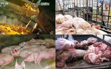 "Đại án" 1.000 tấn thịt lợn bẩn tại Trung Quốc: "Xác thối" hoá kiếp thành dầu ăn, xúc xích, quy trình khiến nhiều người rùng mình