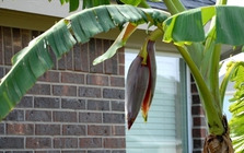 Lời khuyên đến các gia đình đang trồng cây chuối