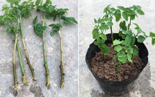 3 loại rau "bổ như sâm", nên trồng trong nhà ngay