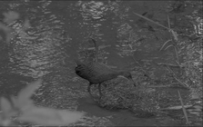 136.000 năm sau khi tuyệt chủng, loài chim cổ đại bất ngờ "tái sinh" ngoạn mục: Giới khoa học sửng sốt!