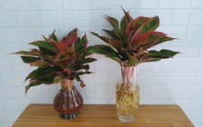 Lời khuyên tới các gia đình đang trồng cây phú quý