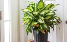 Lời khuyên đến các gia đình đang trồng vạn niên thanh