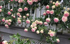 Lời khuyên đến những gia đình đang trồng hoa hồng