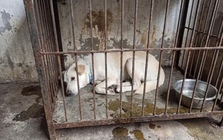 Dân mạng cảnh báo kẻ xấu dùng AI ghép ảnh chó mèo lạc để đòi tiền chuộc